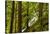 Beautiful stream in the lush Tongass National Forest, Alaska-Mark A Johnson-Stretched Canvas