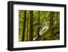 Beautiful stream in the lush Tongass National Forest, Alaska-Mark A Johnson-Framed Photographic Print