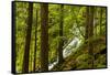 Beautiful stream in the lush Tongass National Forest, Alaska-Mark A Johnson-Framed Stretched Canvas