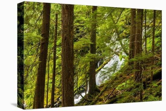 Beautiful stream in the lush Tongass National Forest, Alaska-Mark A Johnson-Stretched Canvas