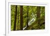 Beautiful stream in the lush Tongass National Forest, Alaska-Mark A Johnson-Framed Photographic Print