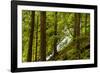 Beautiful stream in the lush Tongass National Forest, Alaska-Mark A Johnson-Framed Photographic Print