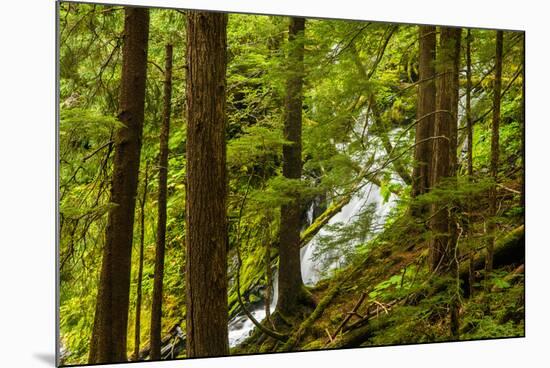 Beautiful stream in the lush Tongass National Forest, Alaska-Mark A Johnson-Mounted Photographic Print