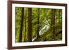 Beautiful stream in the lush Tongass National Forest, Alaska-Mark A Johnson-Framed Photographic Print