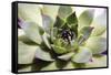 Beautiful Succulent Plant close Up-Yastremska-Framed Stretched Canvas