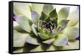 Beautiful Succulent Plant close Up-Yastremska-Framed Stretched Canvas