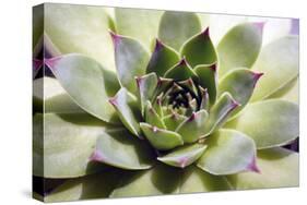 Beautiful Succulent Plant close Up-Yastremska-Stretched Canvas