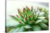 Beautiful Succulent Plant close Up-Yastremska-Stretched Canvas