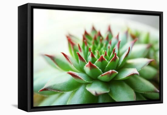 Beautiful Succulent Plant close Up-Yastremska-Framed Stretched Canvas