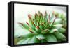 Beautiful Succulent Plant close Up-Yastremska-Framed Stretched Canvas