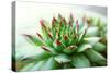 Beautiful Succulent Plant close Up-Yastremska-Stretched Canvas