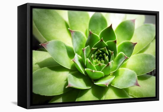 Beautiful Succulent Plant close Up-Yastremska-Framed Stretched Canvas