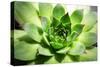 Beautiful Succulent Plant close Up-Yastremska-Stretched Canvas