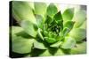 Beautiful Succulent Plant close Up-Yastremska-Stretched Canvas