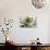 Beautiful Succulent Plant close Up-Yastremska-Photographic Print displayed on a wall