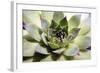 Beautiful Succulent Plant close Up-Yastremska-Framed Photographic Print