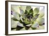 Beautiful Succulent Plant close Up-Yastremska-Framed Photographic Print