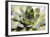 Beautiful Succulent Plant close Up-Yastremska-Framed Photographic Print