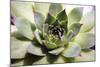 Beautiful Succulent Plant close Up-Yastremska-Mounted Photographic Print