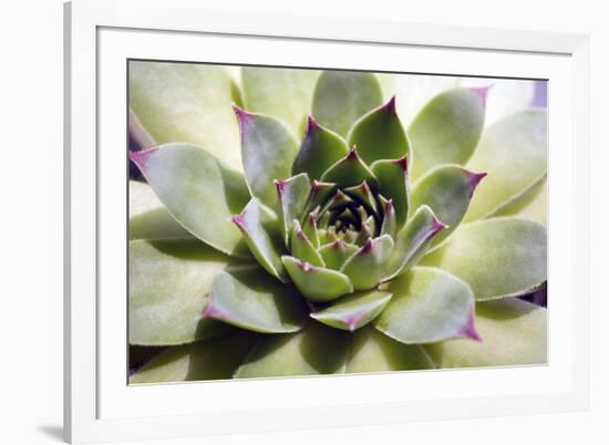 Beautiful Succulent Plant close Up-Yastremska-Framed Photographic Print