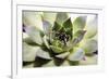 Beautiful Succulent Plant close Up-Yastremska-Framed Photographic Print