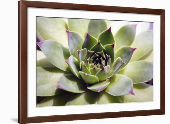 Beautiful Succulent Plant close Up-Yastremska-Framed Photographic Print