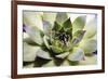 Beautiful Succulent Plant close Up-Yastremska-Framed Photographic Print