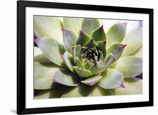 Beautiful Succulent Plant close Up-Yastremska-Framed Photographic Print