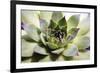 Beautiful Succulent Plant close Up-Yastremska-Framed Photographic Print