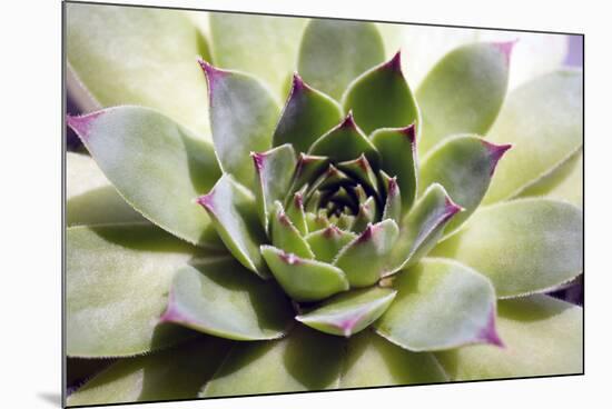 Beautiful Succulent Plant close Up-Yastremska-Mounted Photographic Print