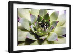 Beautiful Succulent Plant close Up-Yastremska-Framed Photographic Print