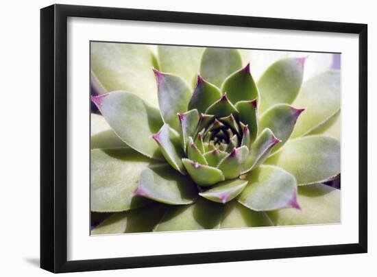 Beautiful Succulent Plant close Up-Yastremska-Framed Photographic Print