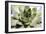 Beautiful Succulent Plant close Up-Yastremska-Framed Photographic Print