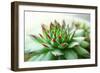 Beautiful Succulent Plant close Up-Yastremska-Framed Photographic Print