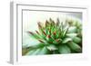 Beautiful Succulent Plant close Up-Yastremska-Framed Photographic Print