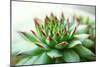 Beautiful Succulent Plant close Up-Yastremska-Mounted Photographic Print