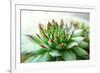 Beautiful Succulent Plant close Up-Yastremska-Framed Photographic Print