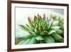 Beautiful Succulent Plant close Up-Yastremska-Framed Photographic Print