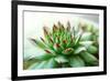 Beautiful Succulent Plant close Up-Yastremska-Framed Photographic Print