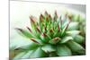 Beautiful Succulent Plant close Up-Yastremska-Mounted Photographic Print