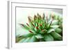 Beautiful Succulent Plant close Up-Yastremska-Framed Photographic Print