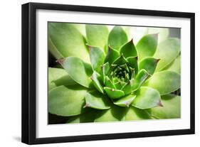 Beautiful Succulent Plant close Up-Yastremska-Framed Photographic Print