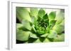 Beautiful Succulent Plant close Up-Yastremska-Framed Photographic Print