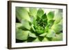 Beautiful Succulent Plant close Up-Yastremska-Framed Photographic Print