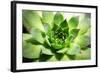 Beautiful Succulent Plant close Up-Yastremska-Framed Photographic Print