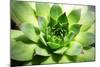 Beautiful Succulent Plant close Up-Yastremska-Mounted Photographic Print