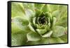 Beautiful Succulent Plant with Water Drops close Up-Yastremska-Framed Stretched Canvas