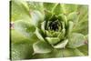 Beautiful Succulent Plant with Water Drops close Up-Yastremska-Stretched Canvas