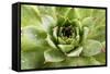 Beautiful Succulent Plant with Water Drops close Up-Yastremska-Framed Stretched Canvas