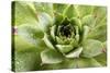 Beautiful Succulent Plant with Water Drops close Up-Yastremska-Stretched Canvas